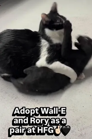 Rory and Wall-e