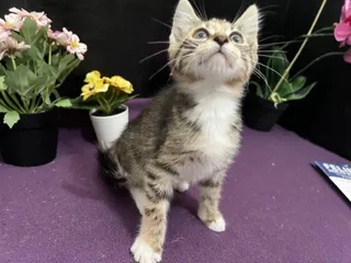 Penelope
