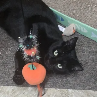 Macchi