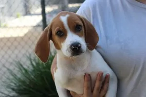 Gertie