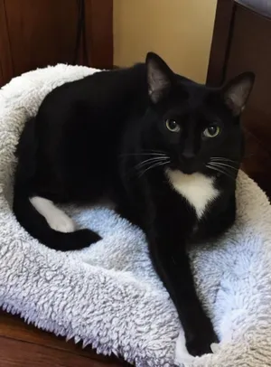 Oreo