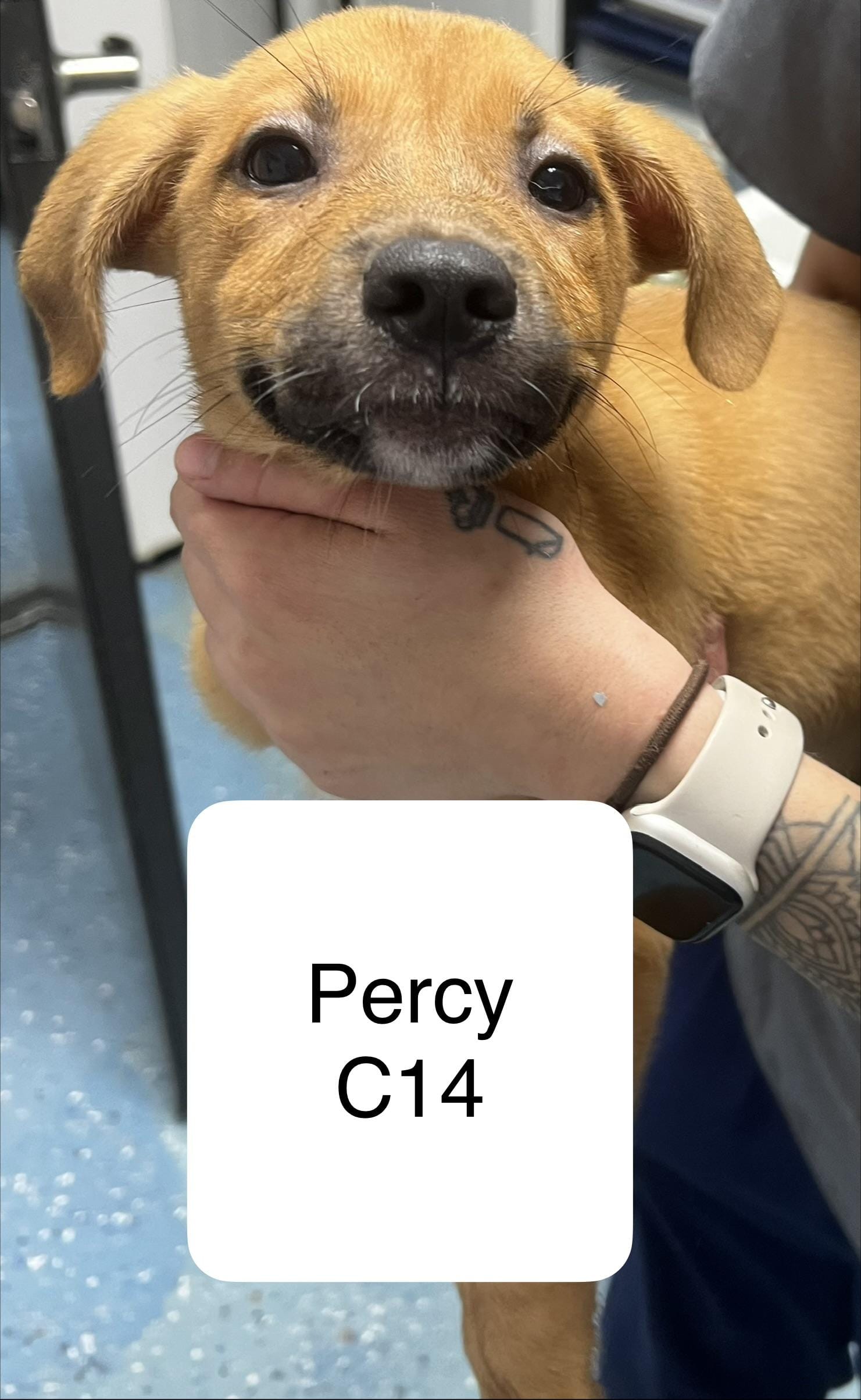 Percy