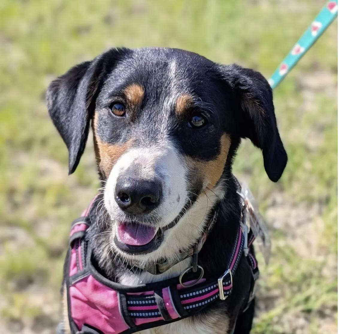 Sierra