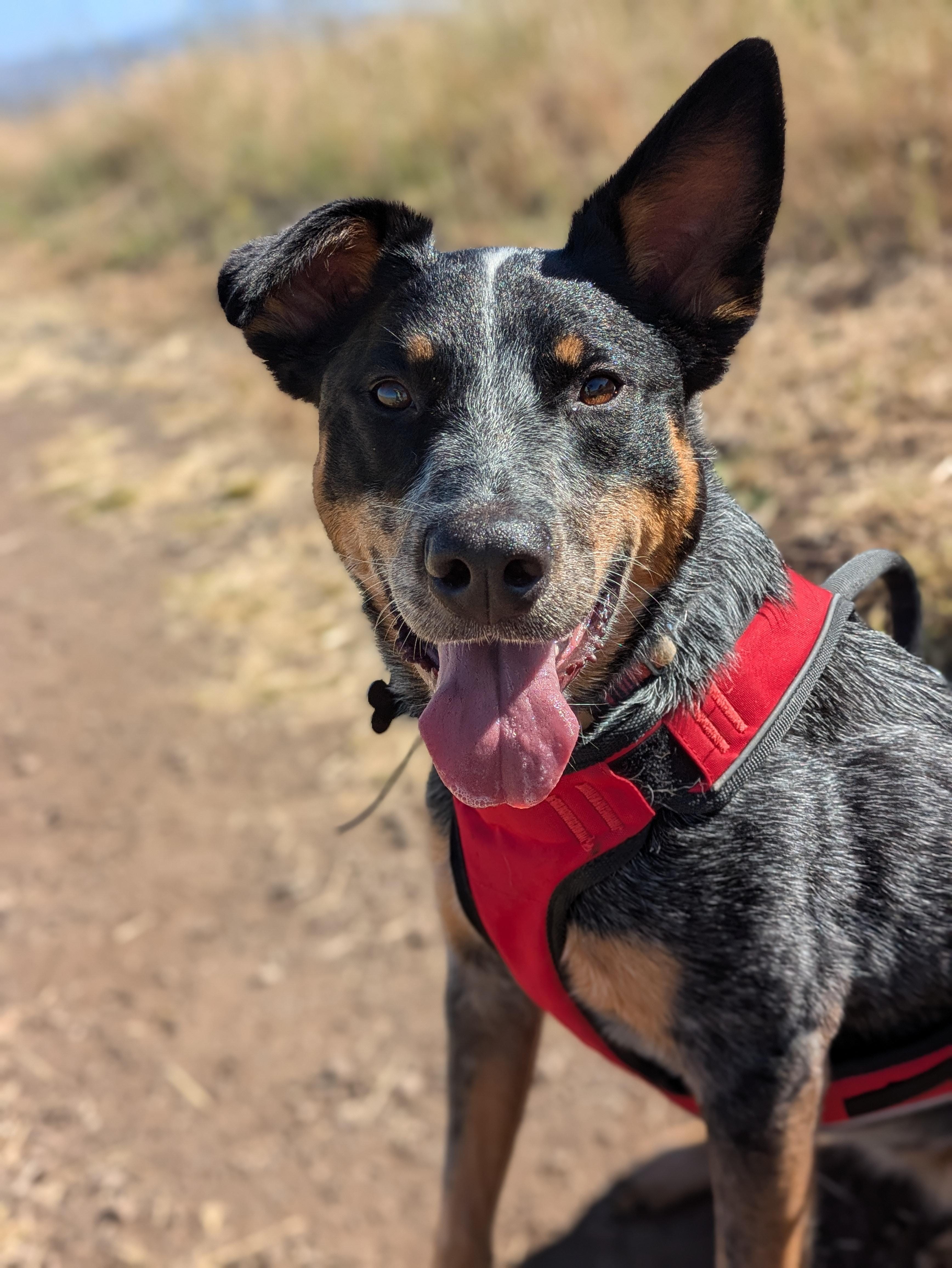 Maya