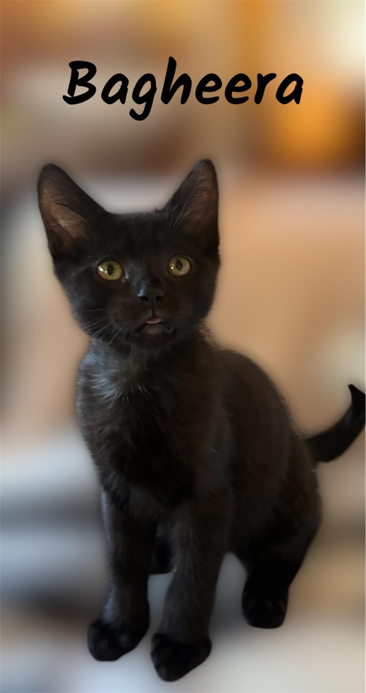 Bagheera