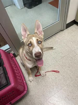 Toffee A218214