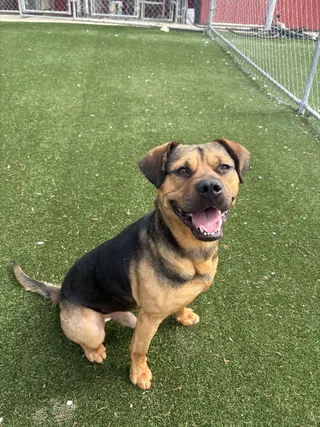 Amos