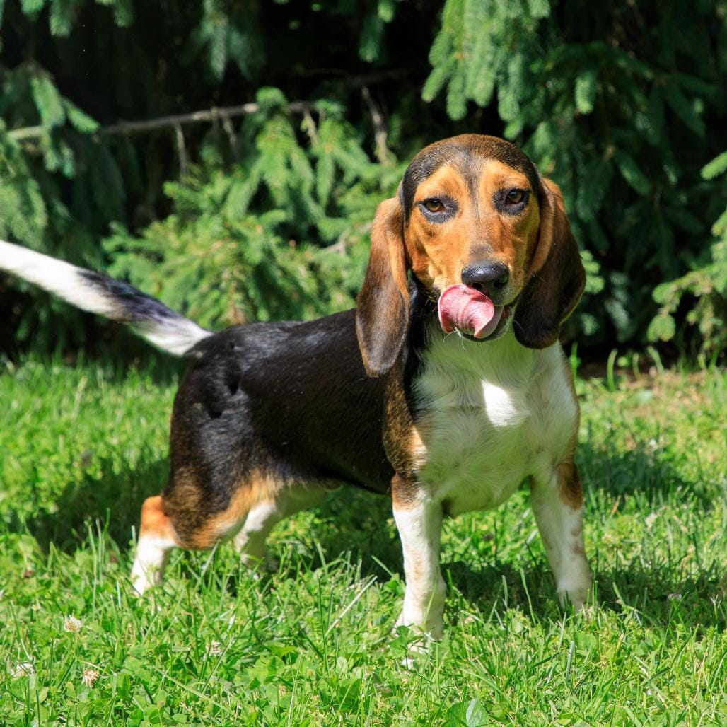 Max
