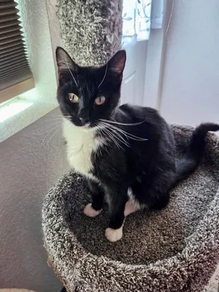 Mittens