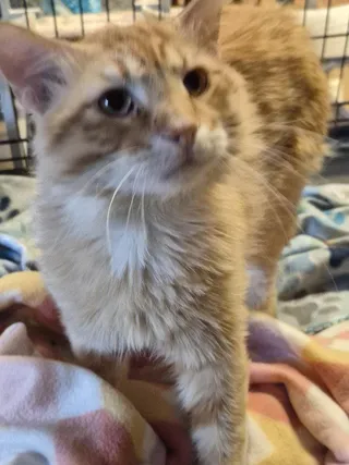 Elmer