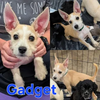 Gadget