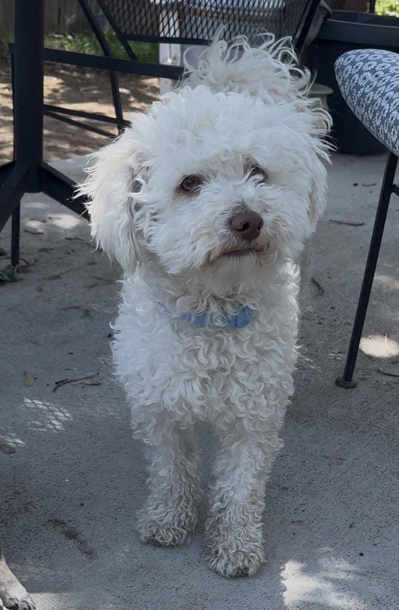 Beau
