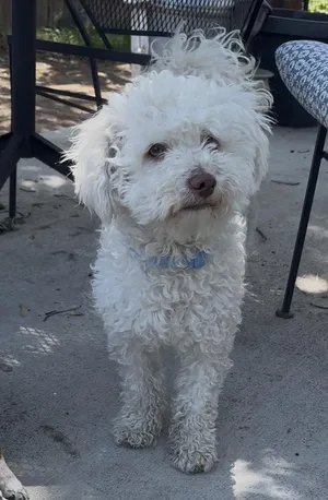 Beau