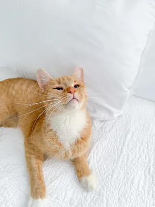Peaches