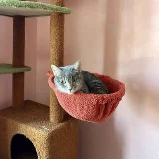 Peanut
