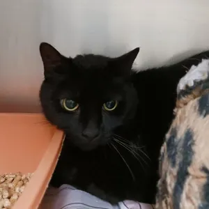Brutus