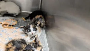 A292378