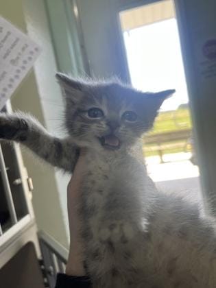 Pippin