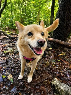 Zelda