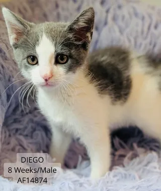 Diego
