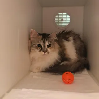 Autumn - Adoption Pending