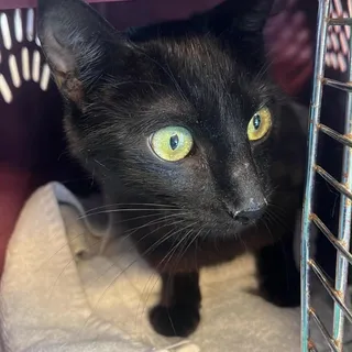 Juliet