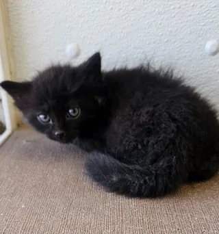 Corral kitten 4