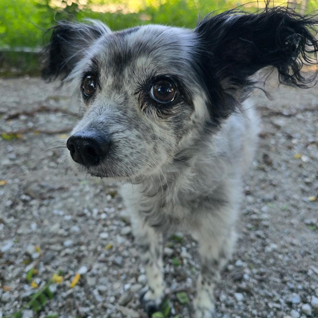 Rascal