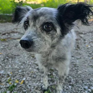 Rascal