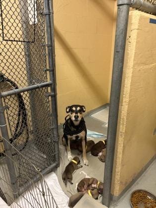 Marley