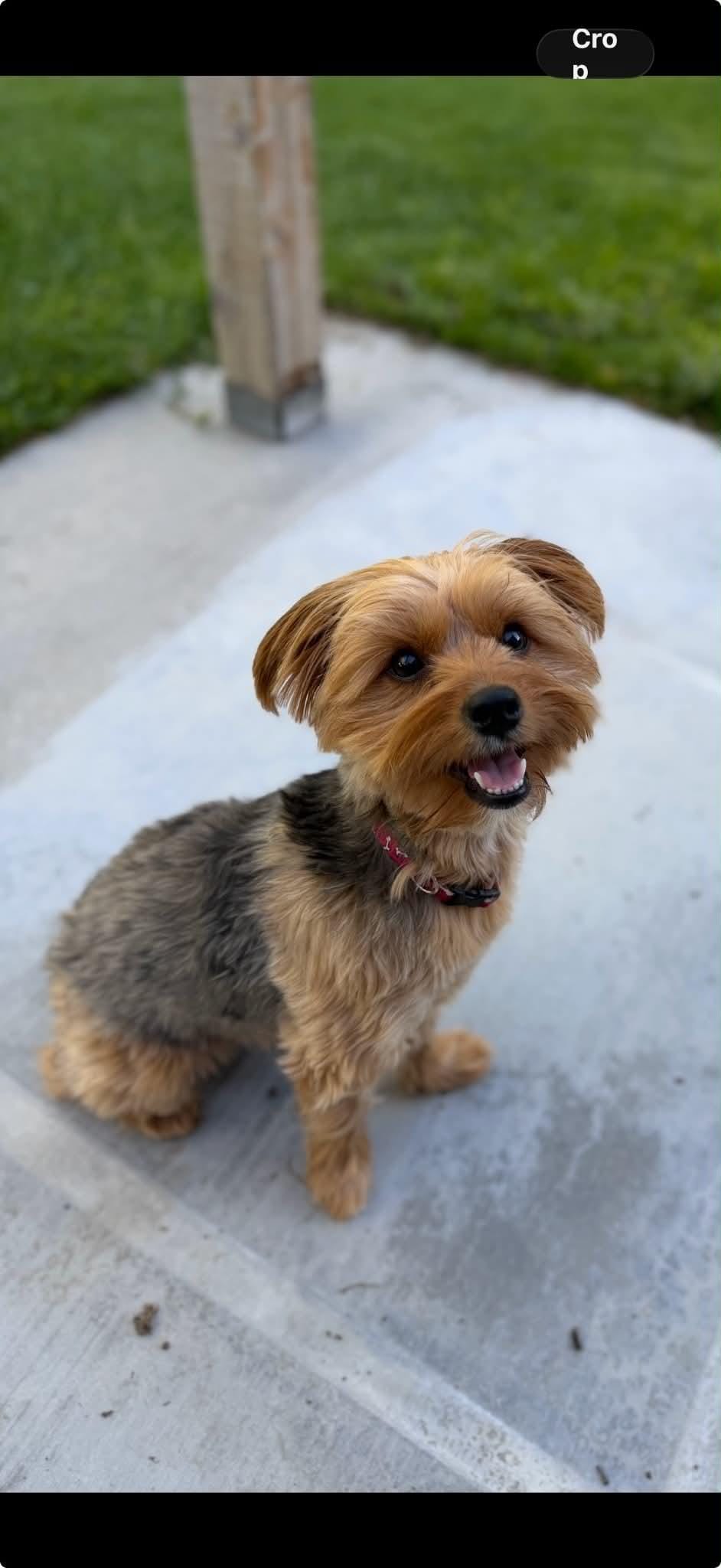 Pixie
