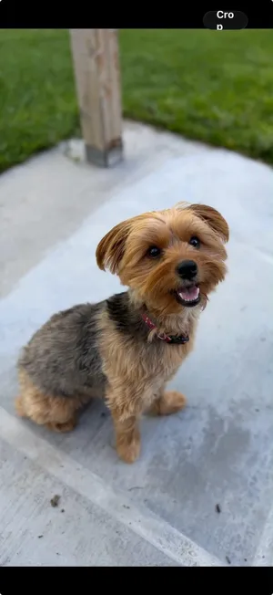 Pixie