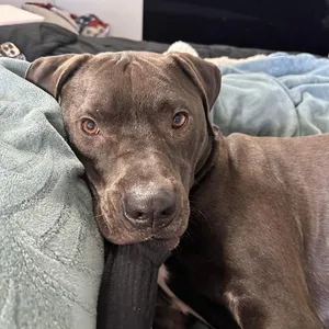 Logan - AVAILABLE