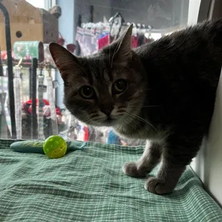 Jo-jo