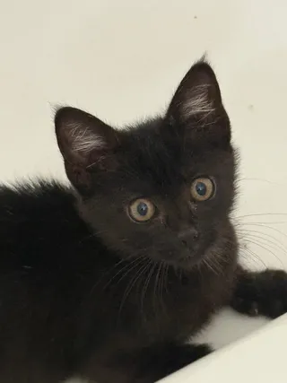 Stella