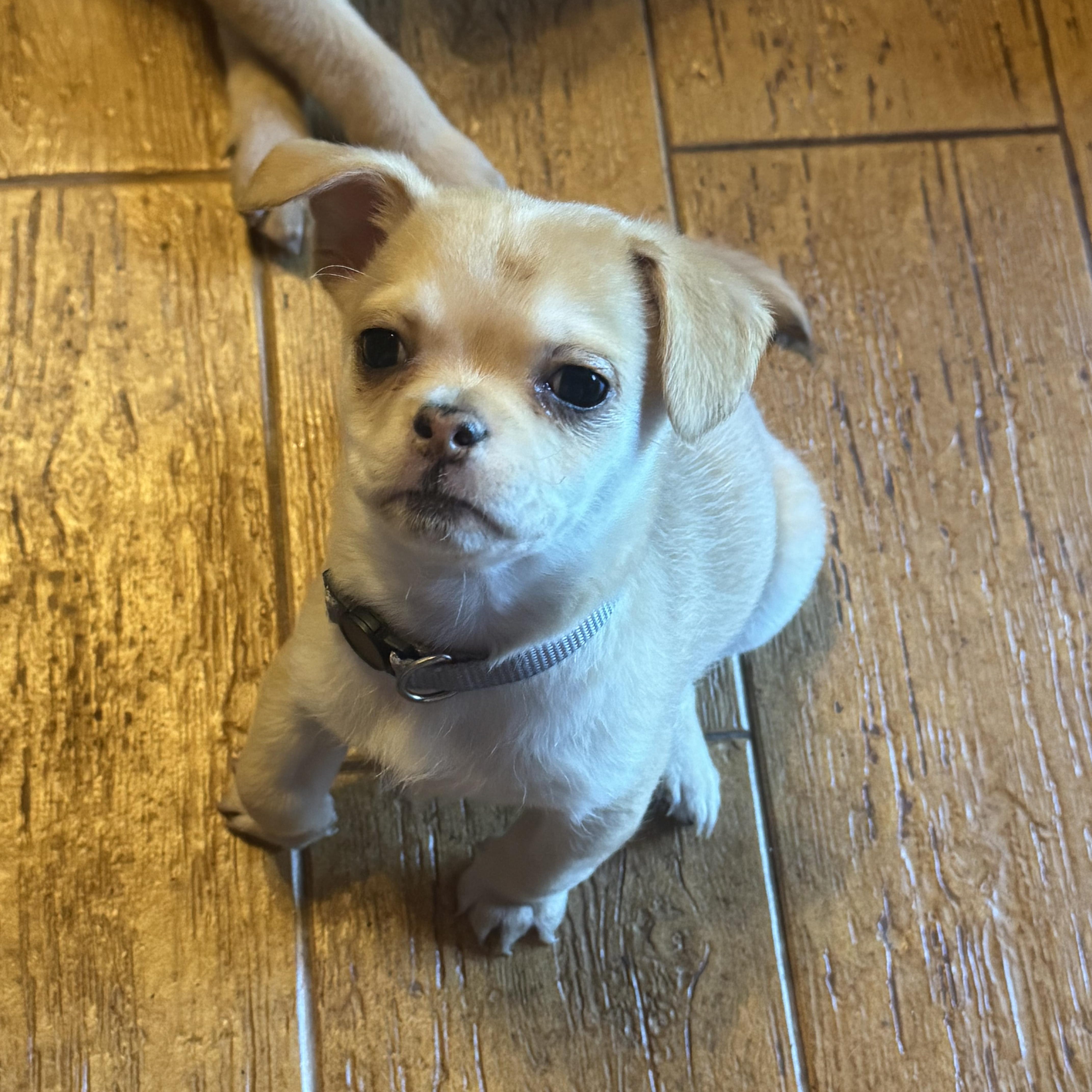 Little Miss