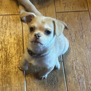 Little Miss