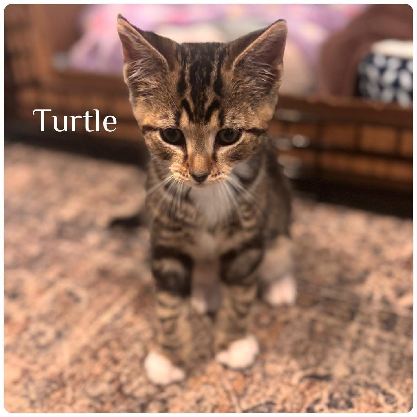 Turtle
