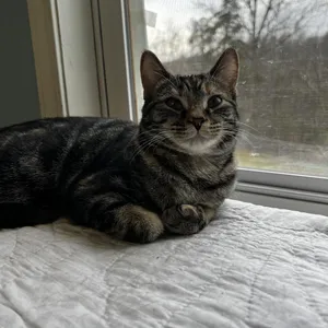 Cici