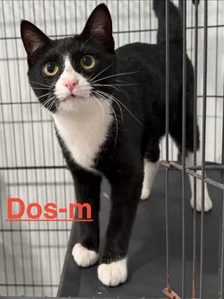 Dos 26
