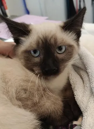 Fuzz