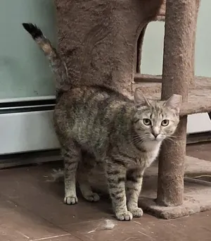 Agatha