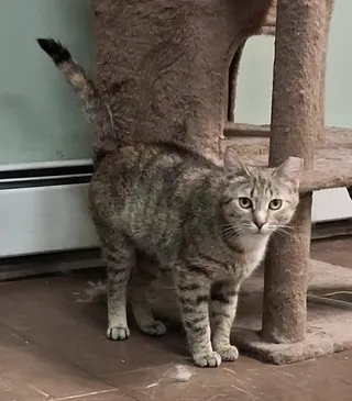 Agatha