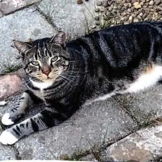 Jasper