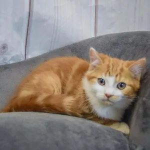 Georgie