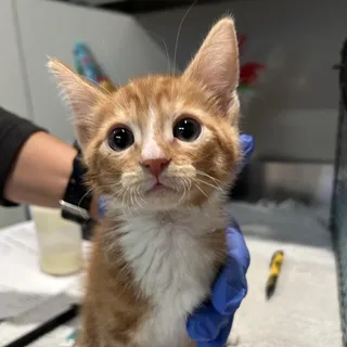 IVHS-Stray-139368