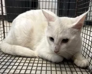 Snow White-barn cat