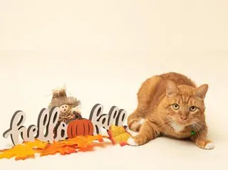 Garfield