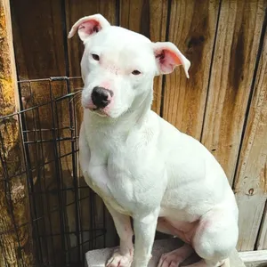 LAYLA - needs a foster or adopter
