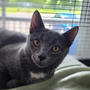 Lola @ Petco